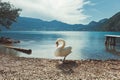 White swan on the lake Hallstatter See. Sunny morning scene on the pier of Hallstatt village in the Austrian Alps, Liezen District Royalty Free Stock Photo