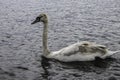 White swan on the lake Royalty Free Stock Photo