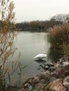 White swan on the lake in Kesthely