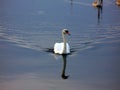 Swan on the lake in midday