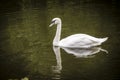 White swan in a lake with mirror  reflection in water. Royalty Free Stock Photo