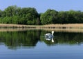 White swan at the lake near forest Royalty Free Stock Photo