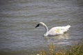 White swan in Lake Ontario Royalty Free Stock Photo