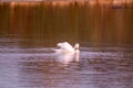 White swan on Lake Ptuj at sunset Royalty Free Stock Photo