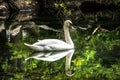 The white Swan in the lake