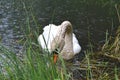 A white swan in the lake swims near the shore and looks for food Royalty Free Stock Photo