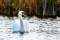 White swan on the lake water. Royalty Free Stock Photo