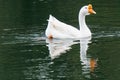 White Swan on lake water in sunset day, Swans on pond, nature series. Beautiful White Swan swimming in a lake Royalty Free Stock Photo