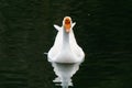 White Swan on lake water in sunset day, Swans on pond, nature series. Beautiful White Swan swimming in a lake Royalty Free Stock Photo