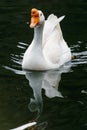 White Swan on lake water in sunset day, Swans on pond, nature series. Beautiful White Swan swimming in a lake Royalty Free Stock Photo