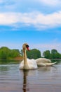 White Swan on lake water in sunset day Royalty Free Stock Photo