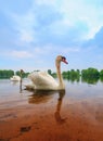 White Swan on lake water in sunset day Royalty Free Stock Photo
