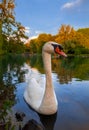 White Swan on lake water in sunset day Royalty Free Stock Photo