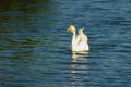 White swan in lake water Royalty Free Stock Photo