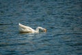 White swan in lake water Royalty Free Stock Photo