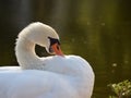 White swan at lake Royalty Free Stock Photo