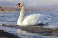 White Swan of Lake Yamanaka