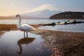 White Swan of Lake Yamanaka