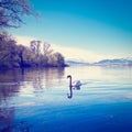 White Swan Royalty Free Stock Photo
