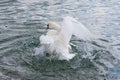 White swan landing