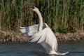 White swan landing
