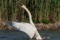 White swan landing