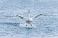 White Swan Landing on Water