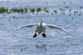White Swan Landing on Water