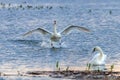 White Swan Landing on Water