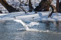 White swan landing on the water surface of river against snow covered coast Royalty Free Stock Photo