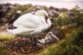 White swan with little chicks