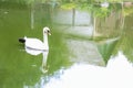 White swan Royalty Free Stock Photo