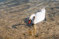 A beautiful white swan in the clear water of a lake on a sunny day. Royalty Free Stock Photo