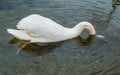 White swan looking for a food under water on lake Royalty Free Stock Photo