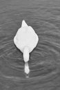 A white swan is looking for food underwater. Royalty Free Stock Photo