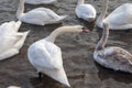 white swan paws on the ice reflecting Royalty Free Stock Photo