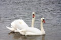 The white swan looks after the winch Royalty Free Stock Photo