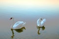 White swan love scene. Two white swans on water