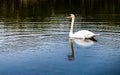 A white swan majestically swimming in solitude with a clear reflection in the water