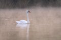 white swan in the morning light with fog on a pond in the Czech Republic Royalty Free Stock Photo