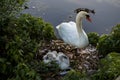 White swan mother and her swans in the nest. Wild nature birds Royalty Free Stock Photo