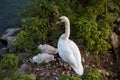 White swan mother and her swans in the nest. Wild nature birds Royalty Free Stock Photo