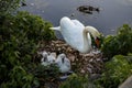 White swan mother and her swans in the nest. Wild nature birds Royalty Free Stock Photo