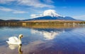 White Swan with Mount Fuji at Yamanaka lake, Japan