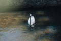 White swan moving gracefully in the middle of a river or pond