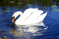 White swan with the napped feathers Royalty Free Stock Photo