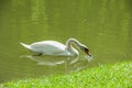 White swan near green grass diagonal bank