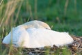 White swan on nest