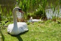 White swan in nest in nature