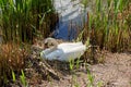 White swan in nest in nature Royalty Free Stock Photo